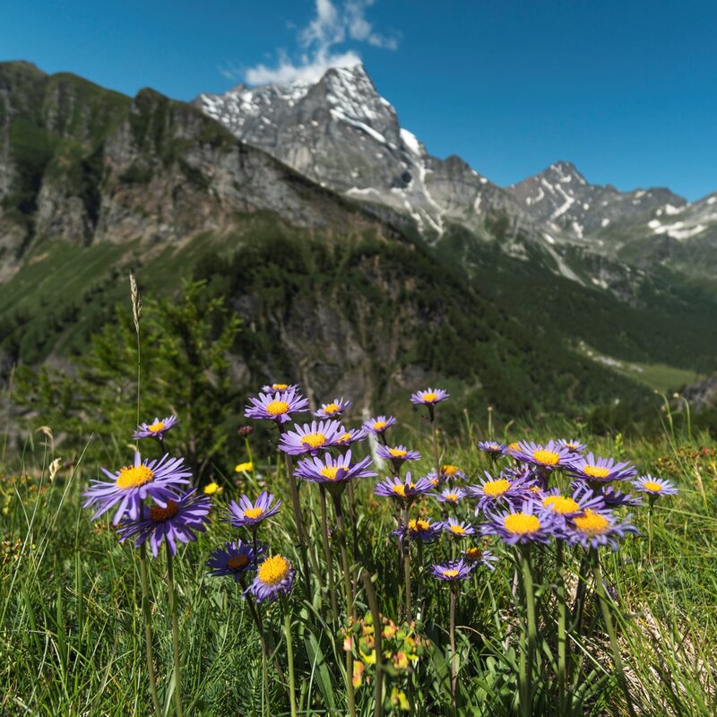La nuova Cabinovia San Domenico-Alpe Ciamporino è finalmente realtà!